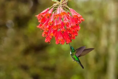 Collared inca hovering next to red flower,tropical forest, Colombia, bird suc Stock Photos