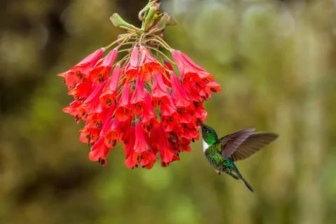 Collared inca hovering next to red flower,tropical forest, Colombia, bird suc Stock Photos