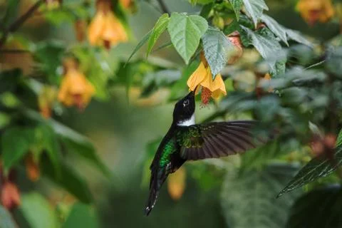 Collared inca hovering next to yellow flower,tropical forest, Colombia, bird  Stock Photos