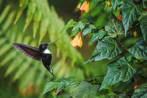 Collared inca hovering next to yellow flower,tropical forest, Colombia, bird  Stock Photos