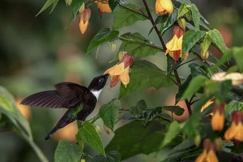 Collared inca hovering next to yellow flower,tropical forest, Colombia, bird  Stock Photos