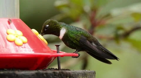 Collared Inca Hummingbird at feeder Stockbeeldmateriaal 64826237