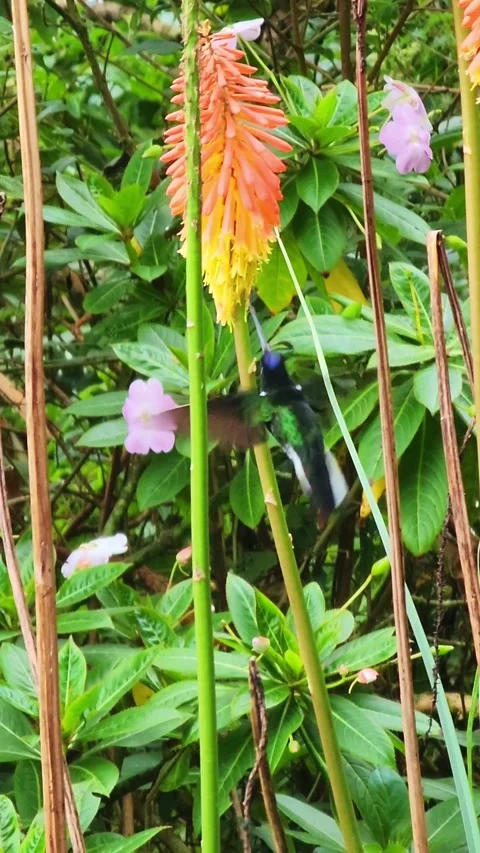 Collared inca hummingbird feeding on red hot poker flower Stock Footage 339771859