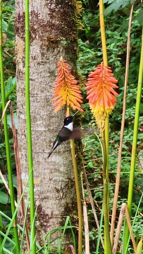 Collared inca hummingbird feeding on red hot poker flower in cocora valley Stock Footage 339771875
