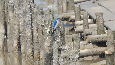 Collared Kingfisher bird at mangrove. Stock Footage 117112600