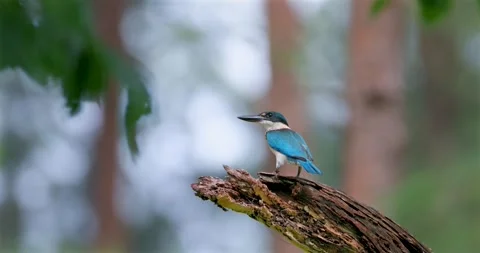Collared kingfisher bird perched on dead wood branch in forest Видео 334233863