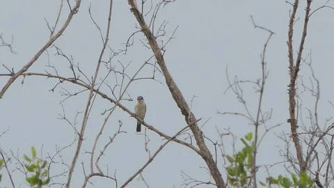 Collared Kingfisher bird on tree at mangrove. Video stock 331636099