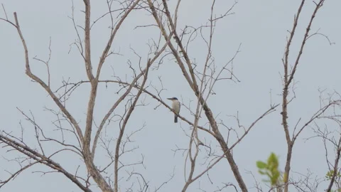 Collared Kingfisher bird on tree at mangrove. Video stock 331636236