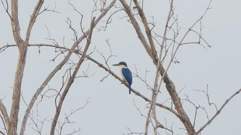 Collared Kingfisher bird on tree at mangrove. Stock Footage 331636327