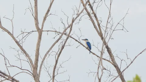 Collared Kingfisher bird on tree at mangrove. Stockbeeldmateriaal 331636334