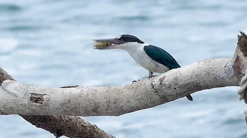 Collared kingfisher Birds on the branches are catching Cicadidae insects as food Stock-Footage 107522927
