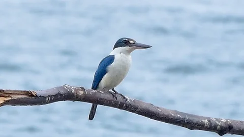 Collared kingfisher Birds on the tree branches looking at food at the sea Stock-Footage 107407424