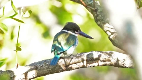 Collared Kingfisher Stock Footage 142293939