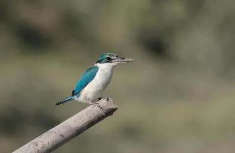 Collared kingfisher front view. Stock Photos
