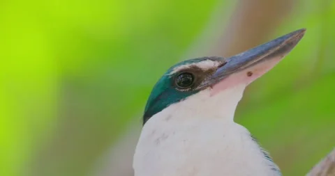 Collared kingfisher looking around, green forest, documentary Stockbeeldmateriaal 343553877