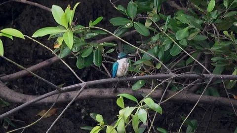 Collared Kingfisher, Malaysia Stock Footage 113218525
