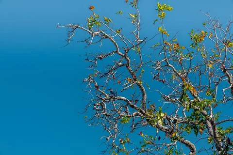 Collared kingfisher is a medium-sized kingfisher. It is also known as the w.. Stock Photos