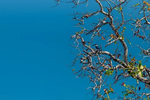 Collared kingfisher is a medium-sized kingfisher. It is also known as the whi Foto stock