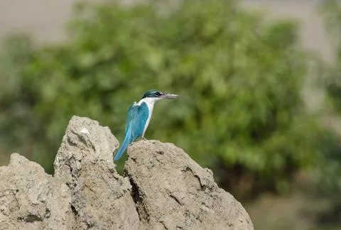 Collared kingfisher is a medium-sized kingfisher.It is also known as the wh.. Stock Photos