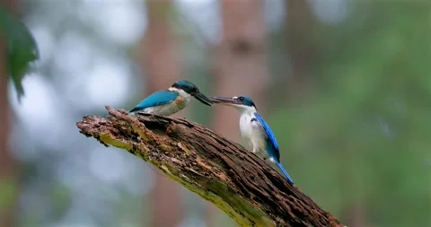 Collared kingfisher pair fighting on dead tree branch 库存影片 333206574