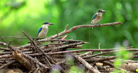 Collared kingfisher pair perched on dry branches, green forest backgro Stock Footage 330954680