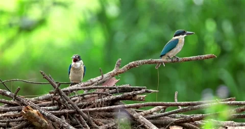 Collared kingfisher pair perched on dry branches, tropical forest wild Video stock 331494757