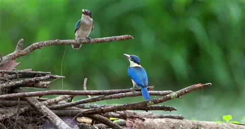 Collared kingfisher pair perched on dry branches, tropical bird behavi Stock Footage 332303896