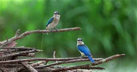 Collared kingfisher pair perched on dry branches, tropical mangrove fo Stock Footage 333029412