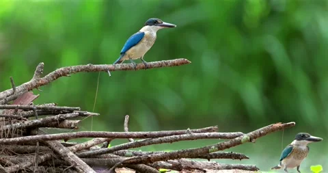 Collared kingfisher pair perching on dry branches, tropical mangrove f Stockbeeldmateriaal 331624778