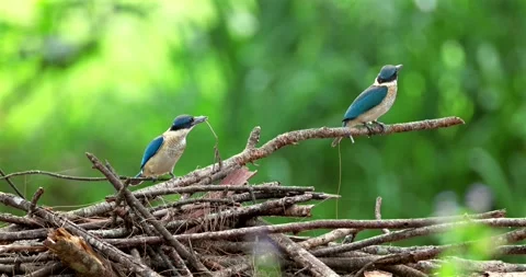 Collared kingfisher pair perching on dry branches, tropical forest wil Stock Footage 332605166