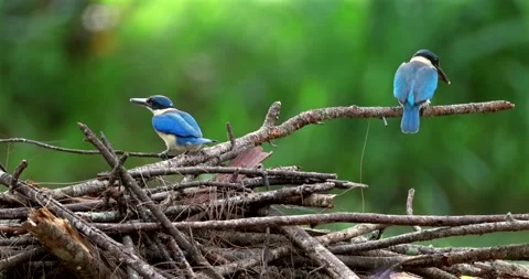 Collared kingfisher pair perching on dry branches, tropical wildlife b Vidéo 333029413