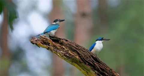 Collared kingfisher pair perching on weathered tree branch Fotos Stock