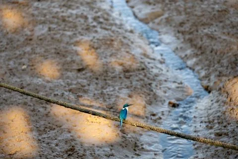 Collared Kingfisher Perched Above Tidal Creek in Krabi Stock Photos