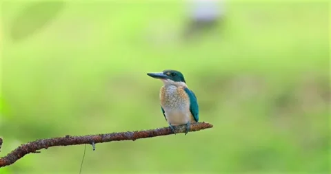 Collared kingfisher perched on branch in green forest Vídeos de archivo 330519646