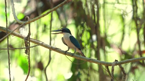 Collared Kingfisher perched on branch in its natural habitat, Stock Footage 271478704