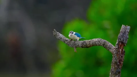 Collared Kingfisher Perched on a Dry Branch with a Soft Green Bokeh Background. Stock Footage 328632778