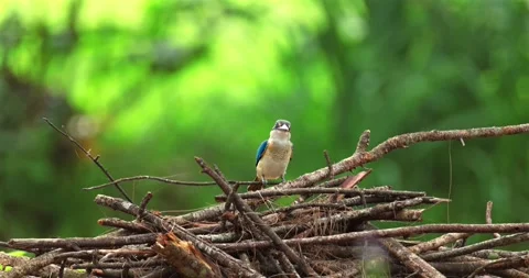 Collared kingfisher perched on dry branches, tropical forest backgroun Vidéo 335069068