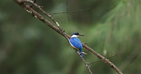 Collared kingfisher perched on tree branch, tropical forest environmen Video stock 334204919