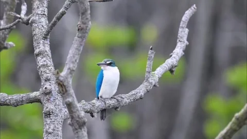Collared kingfisher perched on a tree branch in a natural habitat Stock Footage 334824432