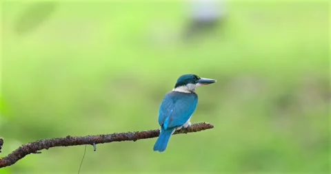 Collared kingfisher perched on tree branch in nature Stock Footage 335554357