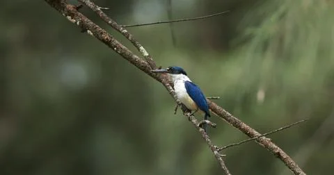 Collared kingfisher perched on tree branch, tropical forest wildlife o Stock Photos
