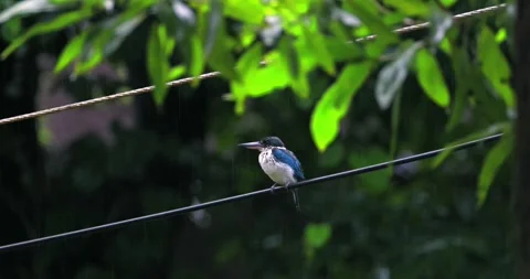 Collared kingfisher perched on wire during rain Vidéo 330955087