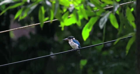 Collared kingfisher perched on wire in rain Видео 331494790