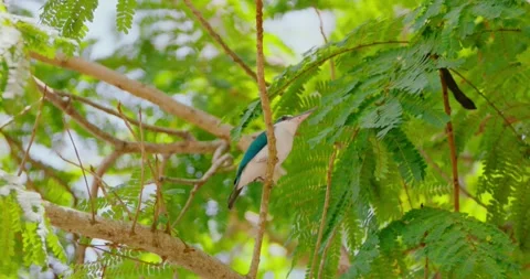 Collared kingfisher perching on branch, tropical tree foliage 库存影片 342510767