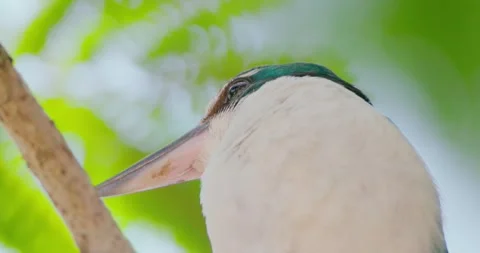 Collared kingfisher perching on branch, tropical forest background Stock-Footage 342510804