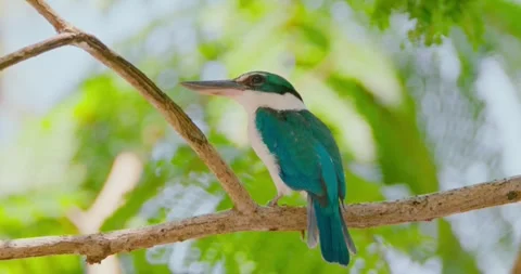 Collared kingfisher perching on branch, tropical forest background Stock Footage 347459088