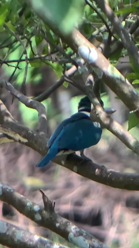 Collared Kingfisher Perching on a Tree Branch Video stock 328694340