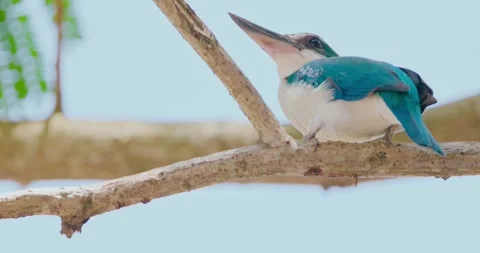 Collared kingfisher perching on tree branch, tropical wildlife Stock Footage 343553858