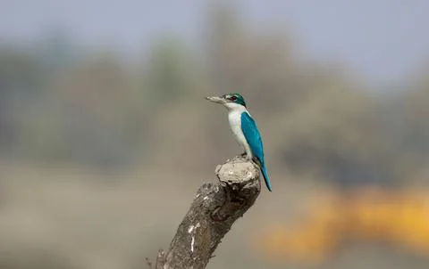 Collared Kingfisher perching on tree branch. Stock Photos