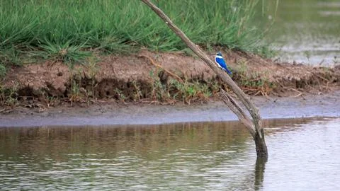 Collared Kingfisher perching on tree branch over pond in forest park Stock Photos